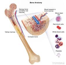 Chronic blood diseases in children